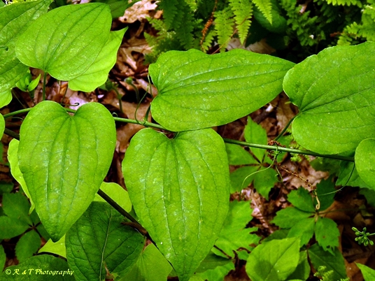 {Smilax herbacea}